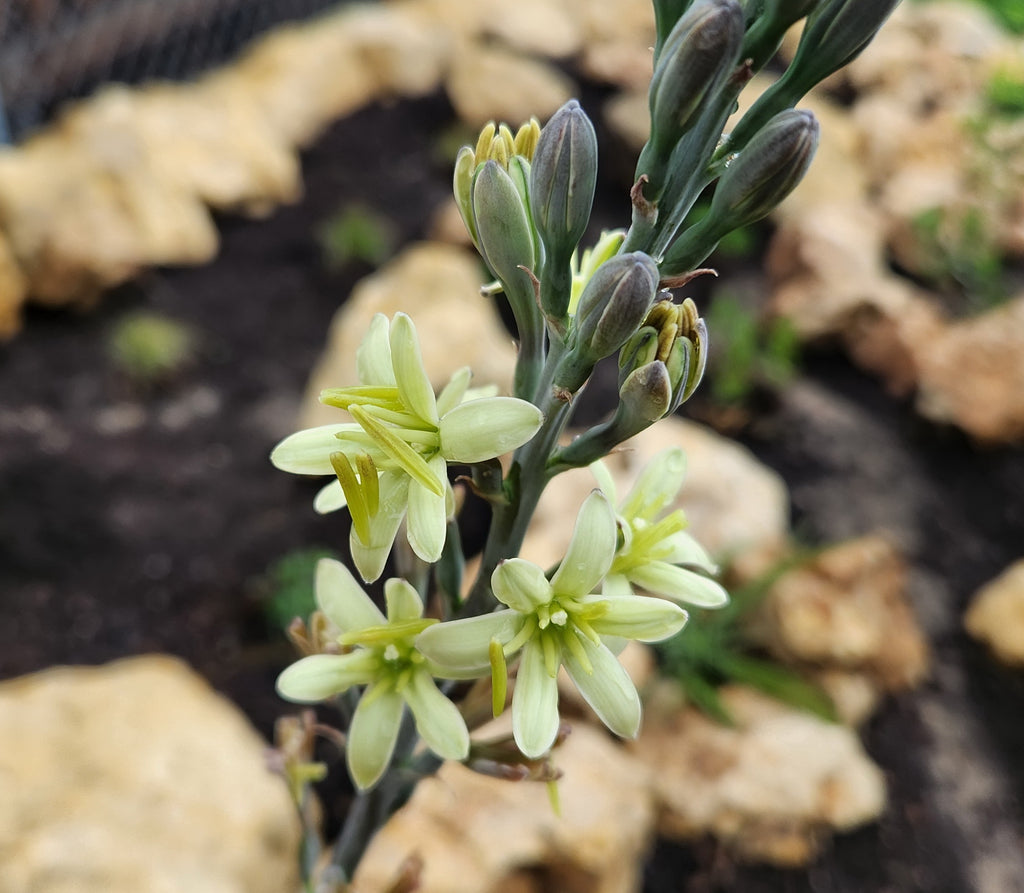 Rock garden plants