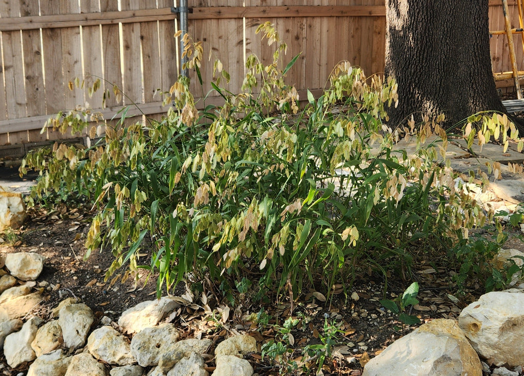 Chasmanthium latifolium (Inland Sea Oats)