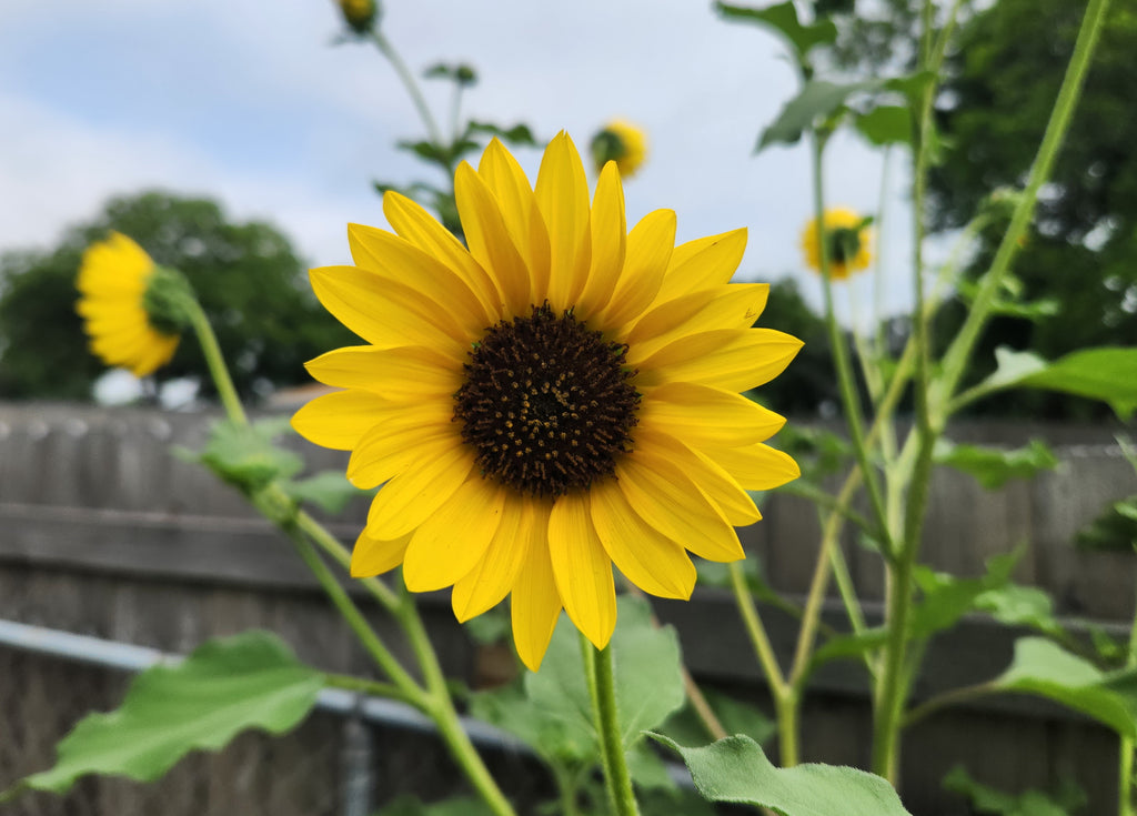 Helianthus annuus (Common Sunflower)