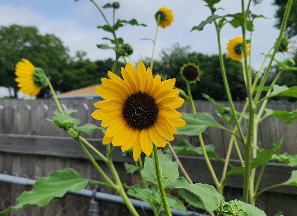 Helianthus annuus (Common Sunflower)