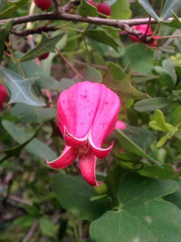 Clematis texensis (Scarlet Clematis)