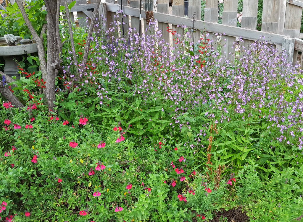 Gulf Coast Penstemon (Penstemon tenuis)