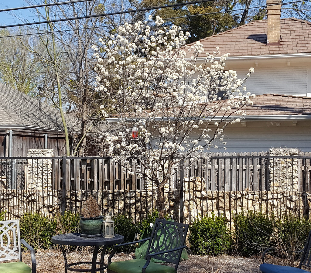 Mexican plum (Prunus mexicana)