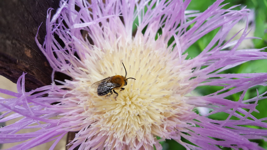 Centaurea americana (American Basketflower)