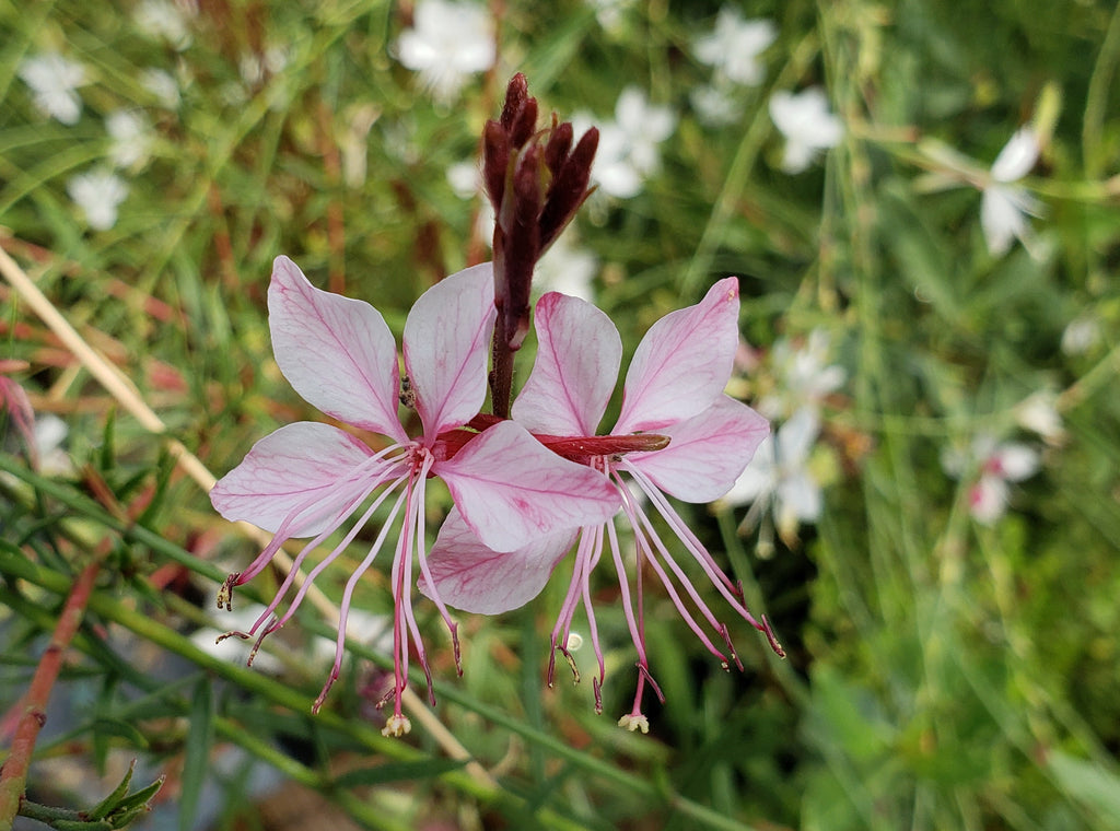 Oenothera lindheimeri 'Belleza Dark Pink' (Gaura 'Belleza Dark Pink')