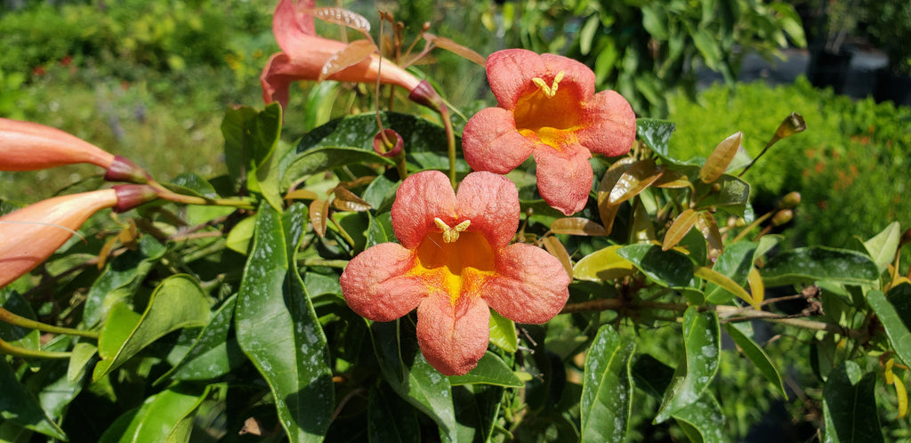 Crossvine 'Tangerine beauty' (Bignonia capreolata 'Tangerine beauty')