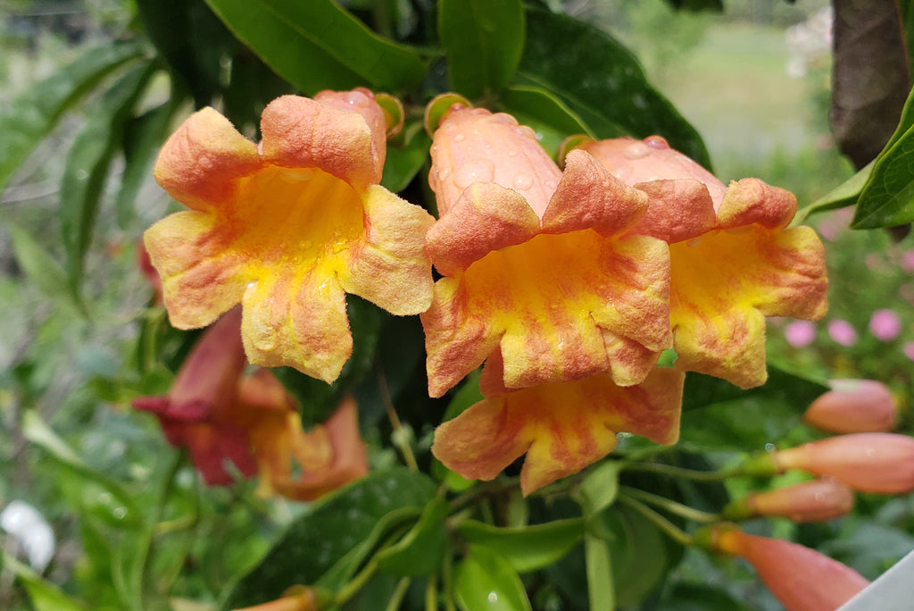 Crossvine 'Tangerine beauty' (Bignonia capreolata 'Tangerine beauty')