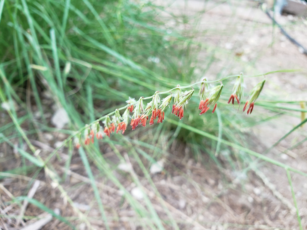 Sideoats Grama (Bouteloua curtipendula)