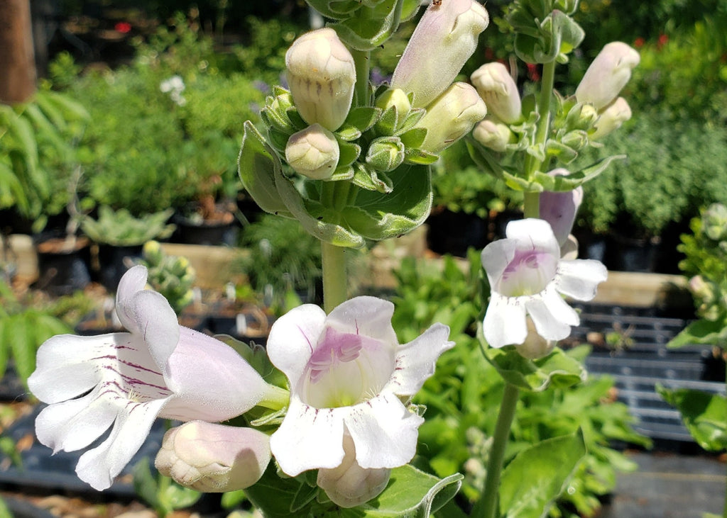 Penstemon cobaea (Prairie Penstemon)