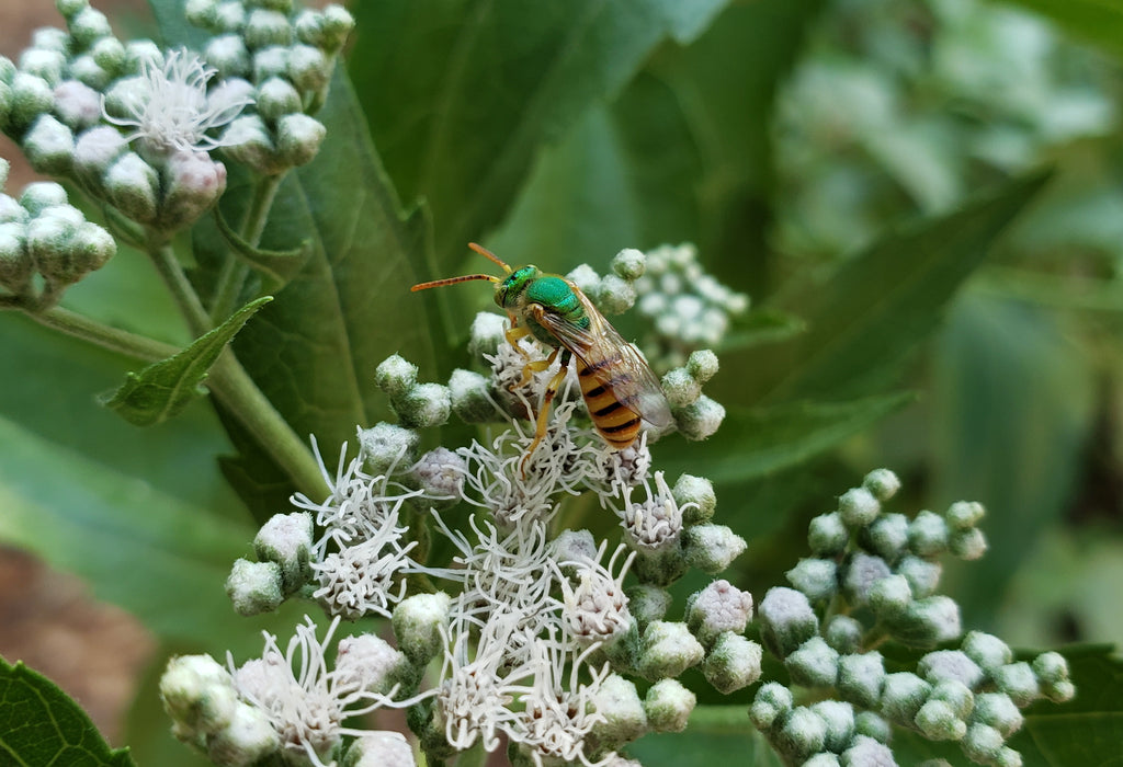 Eupatorium serotinum (Late Boneset)