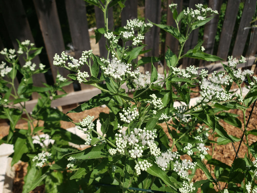 Eupatorium serotinum (Late Boneset)