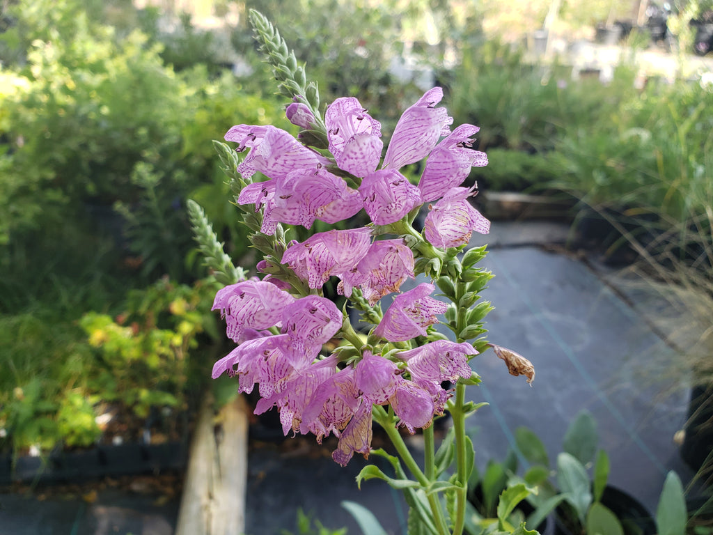 Physostegia virginiana (Fall Obedient Plant)