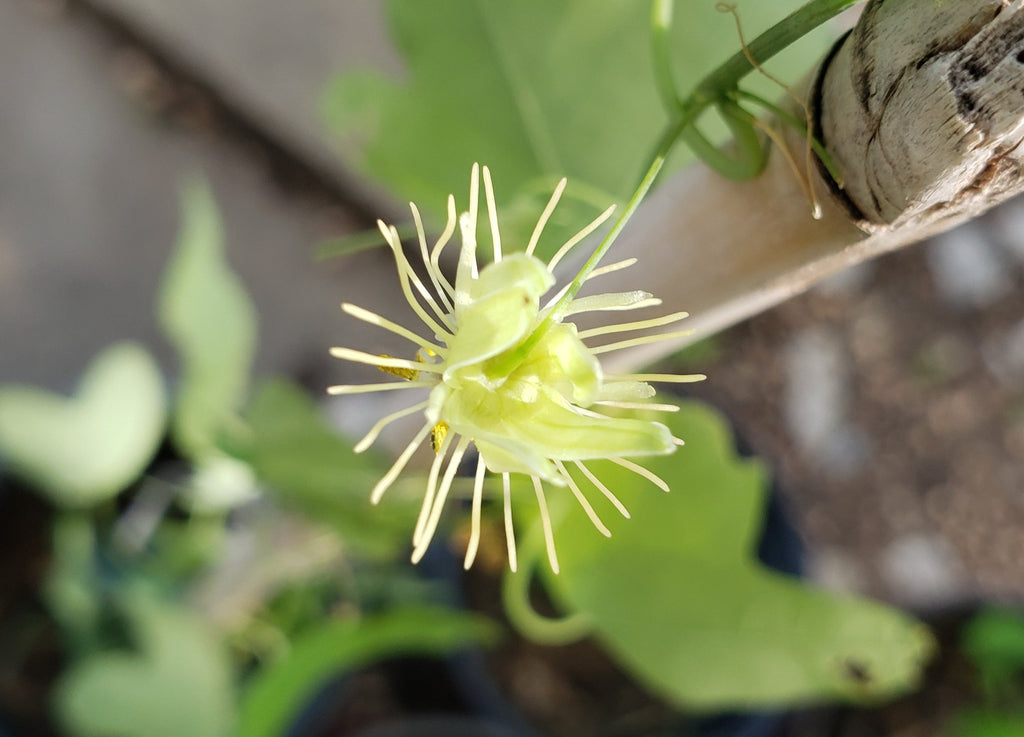 Passiflora lutea (Yellow Passion Flower)