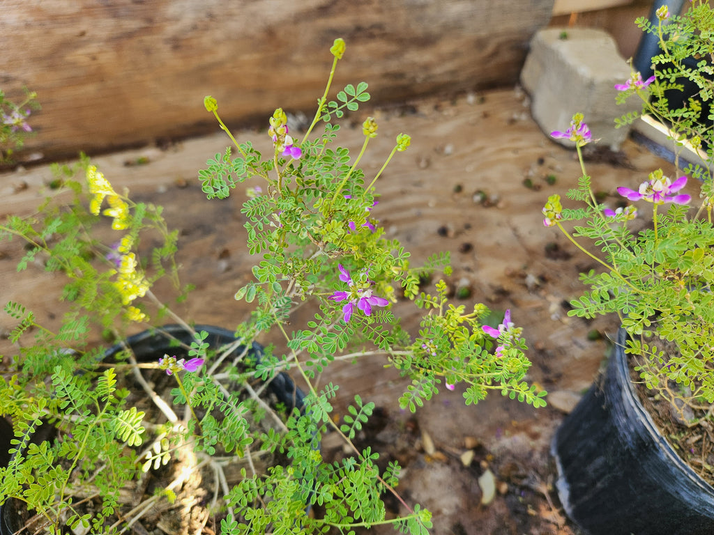 Dalea frutescens (Black Dalea)