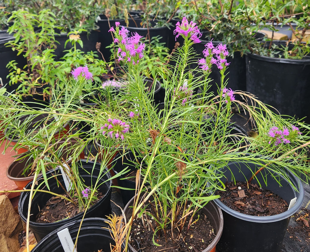 Liatris punctata var. mucronata (Texas Gayfeather)