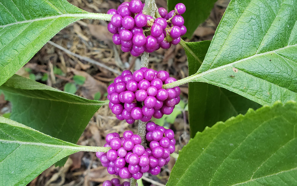 American Beautyberry (Callicarpa americana)