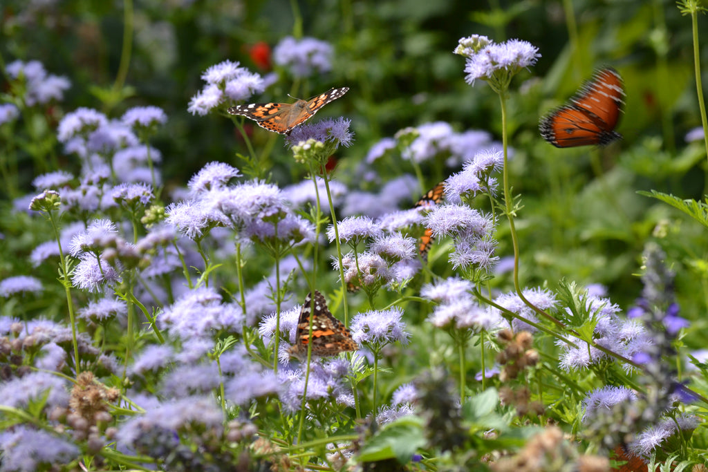 Gregg's Mistflower (Conoclinium greggii)