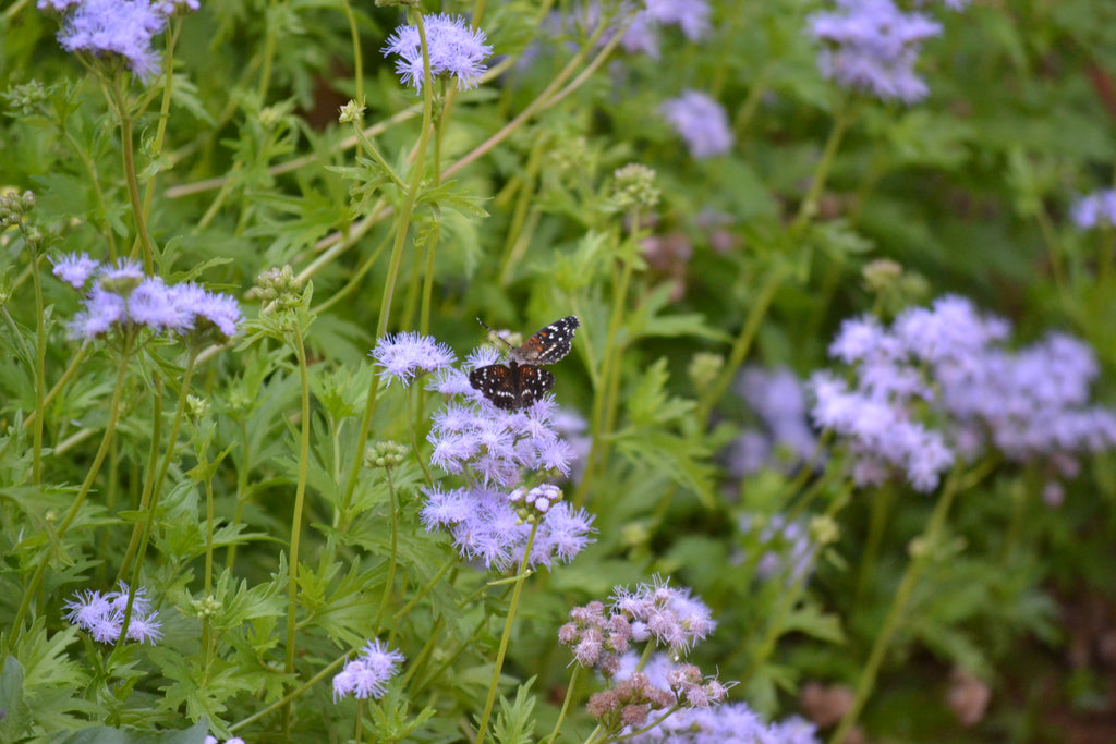 Gregg's Mistflower (Conoclinium greggii)