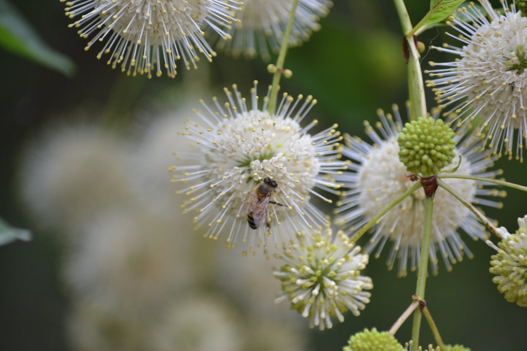 Buttonbush (Cephalanthus occidentalis)