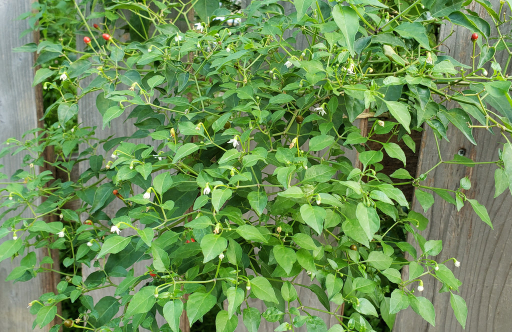 Capsicum annuum var. glabriusculum (Chile Petin)