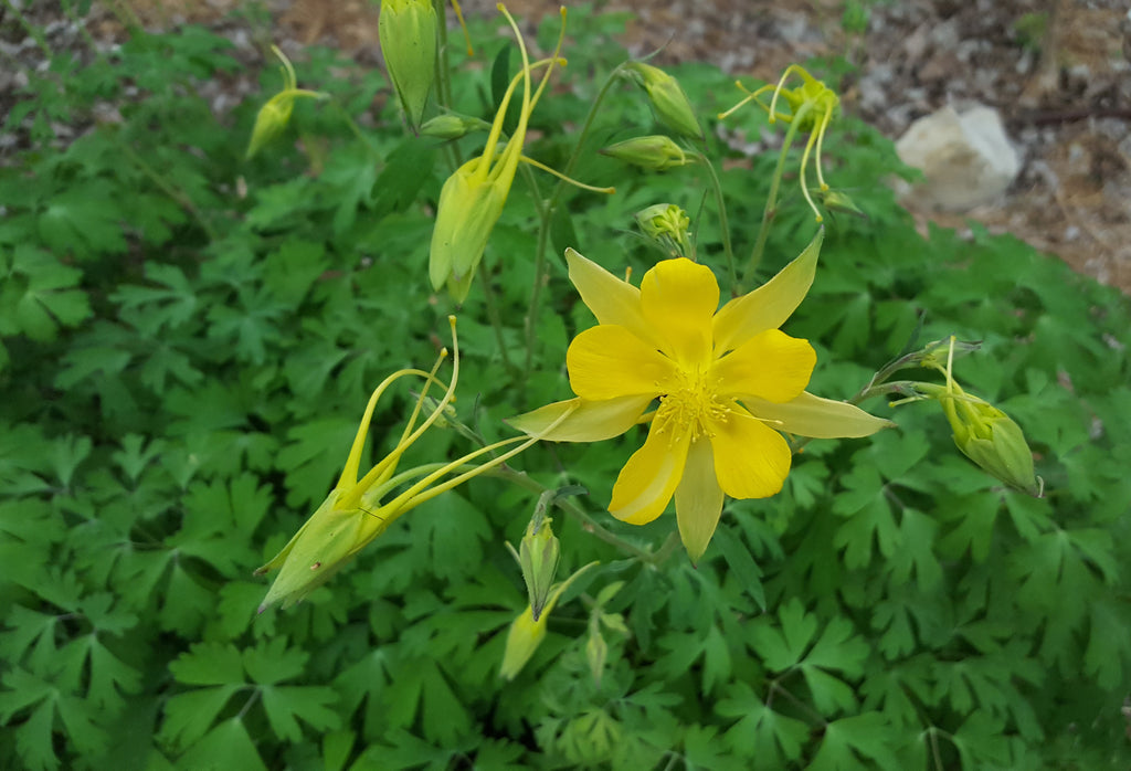 Aquilegia chrysantha hinckleyana (Yellow Columbine 'Texas Gold')