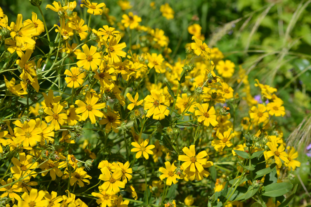 Engelmannia peristenia (Cutleaf Daisy)