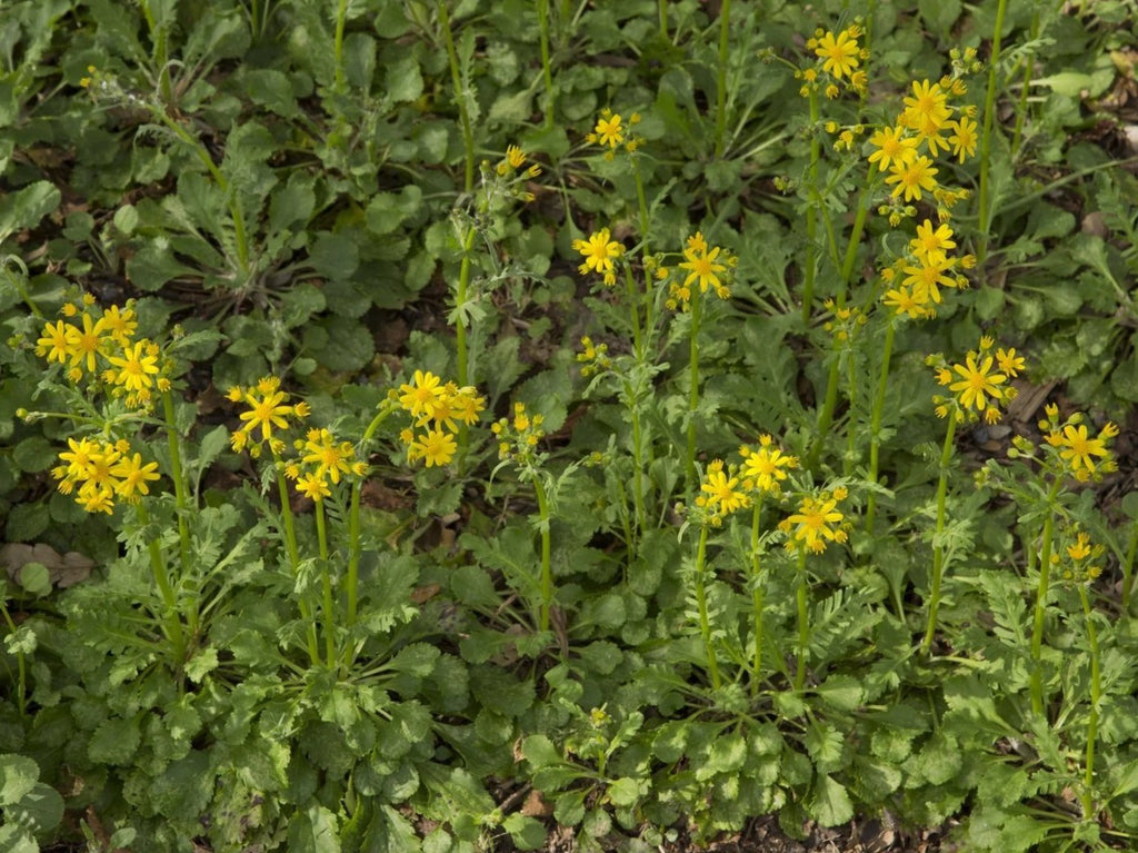 Golden Groundsel (Packera obovata)