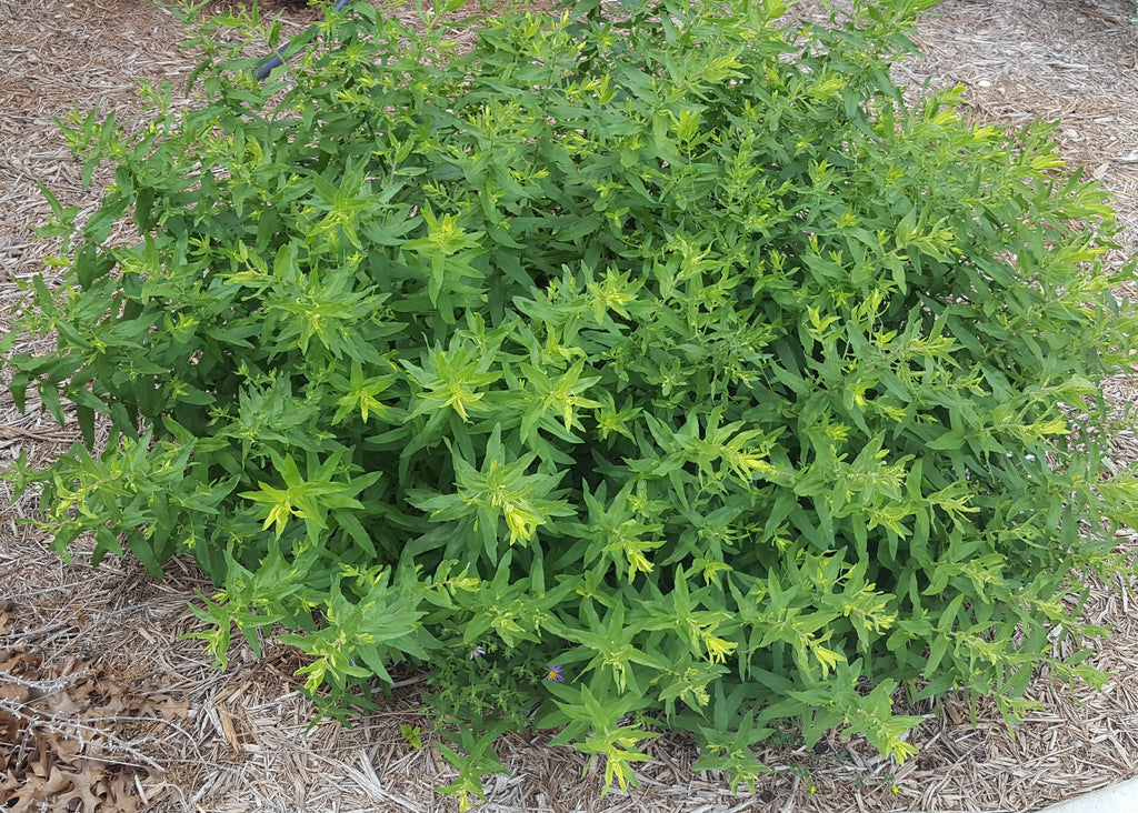 Fall aster (Symphyotrichum oblongifolium)