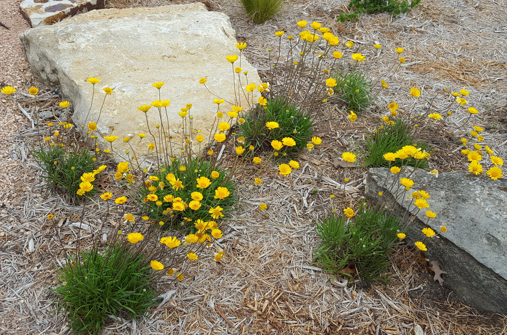 Four-nerve daisy (Tetraneuris scaposa)