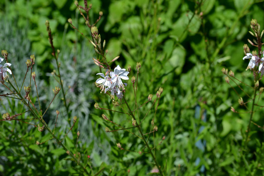 Oenothera lindheimeri 'Belleza White' (Gaura 'Belleza White')