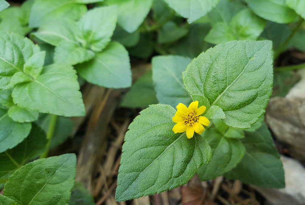 Calyptocarpus vialis (Horseherb)