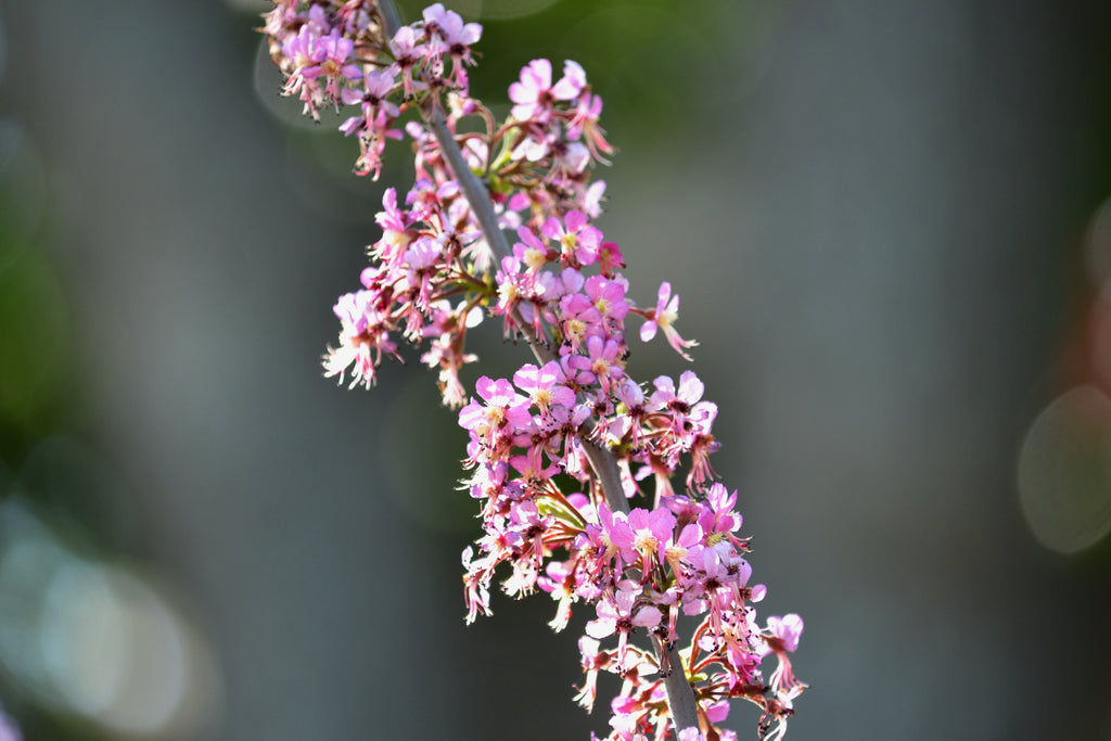 Mexican Buckeye (Ungnadia speciosa)