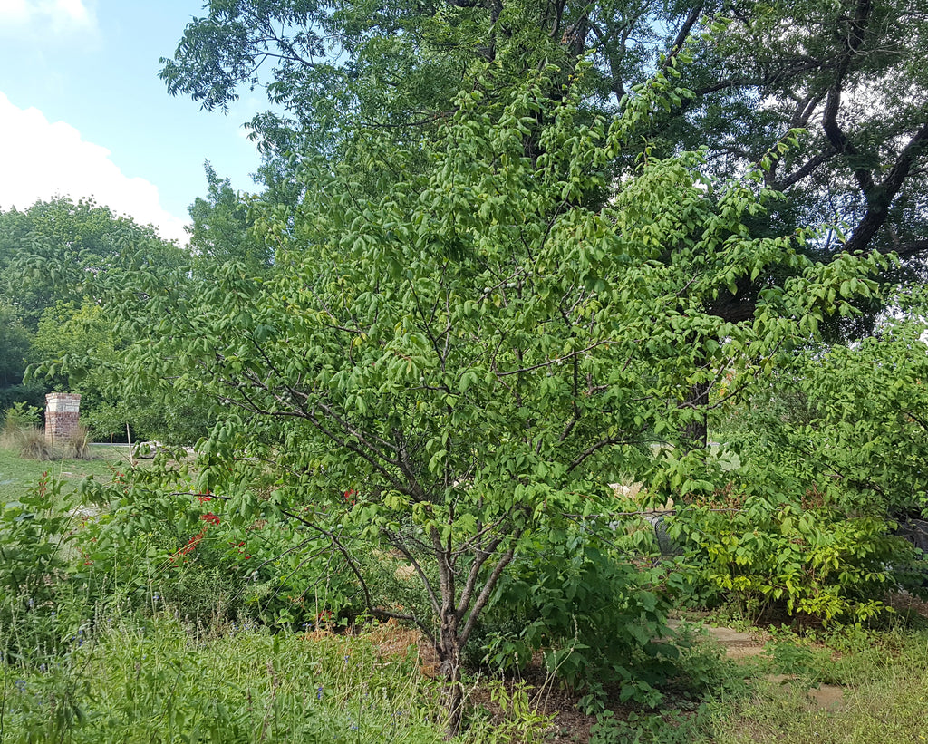 Mexican plum (Prunus mexicana)