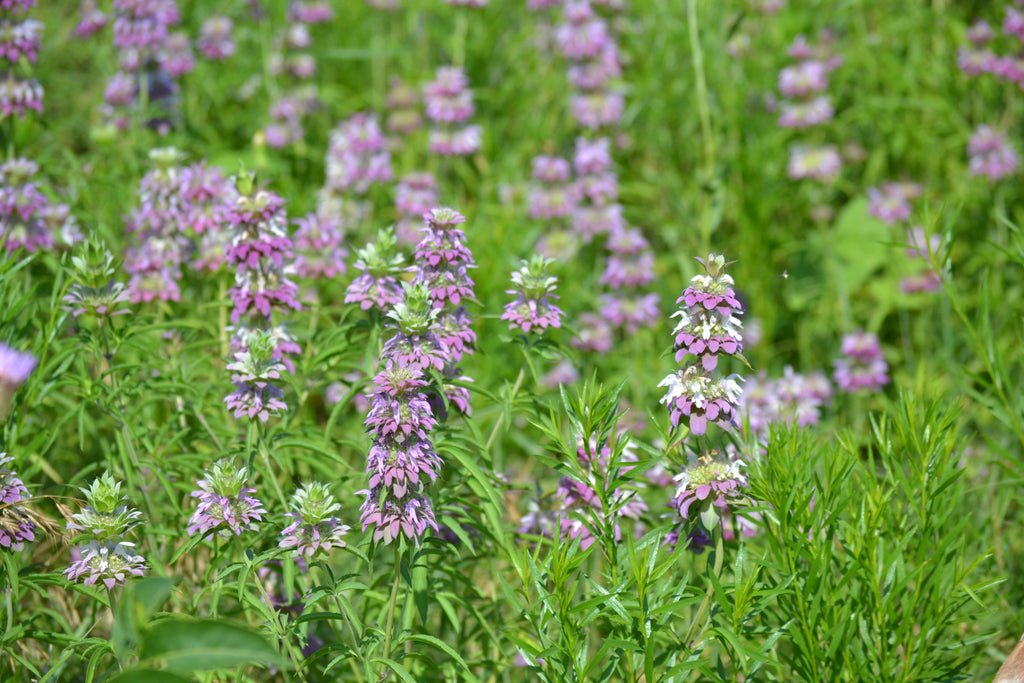 Monarda citriodora (Lemon Beebalm)