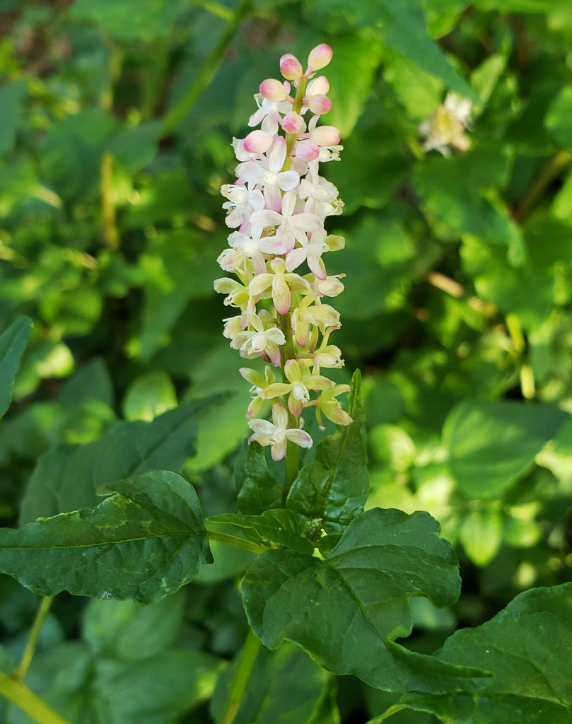 Pigeonberry (Rivina humilis)