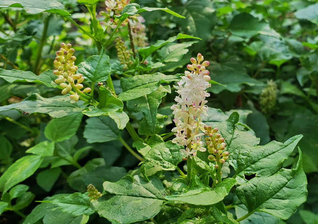 Pigeonberry (Rivina humilis)