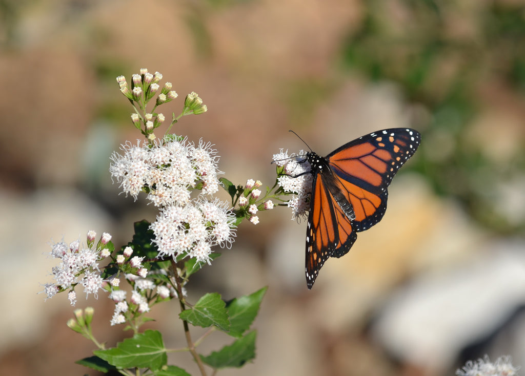 Shrubby boneset (Ageratina havanensis)