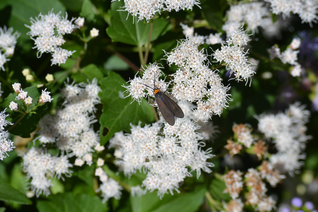 Shrubby boneset (Ageratina havanensis)