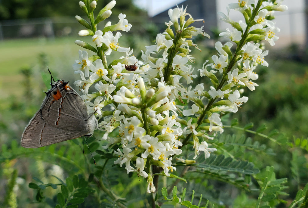 Texas kidneywood (Eysenhardtia texana)