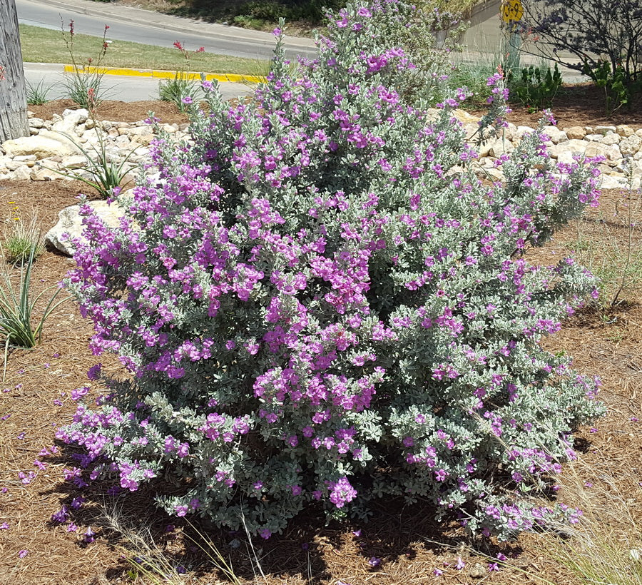 Leucophyllum frutescens (Texas Sage 'Compacta')