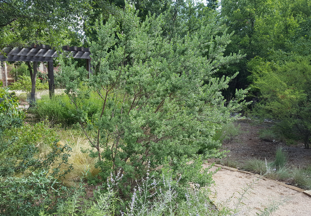 Leucophyllum frutescens (Green Texas Sage)