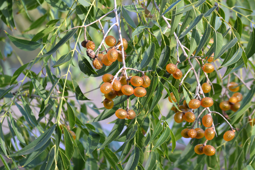 Western soapberry ( Sapindus saponaria var. drummondii)