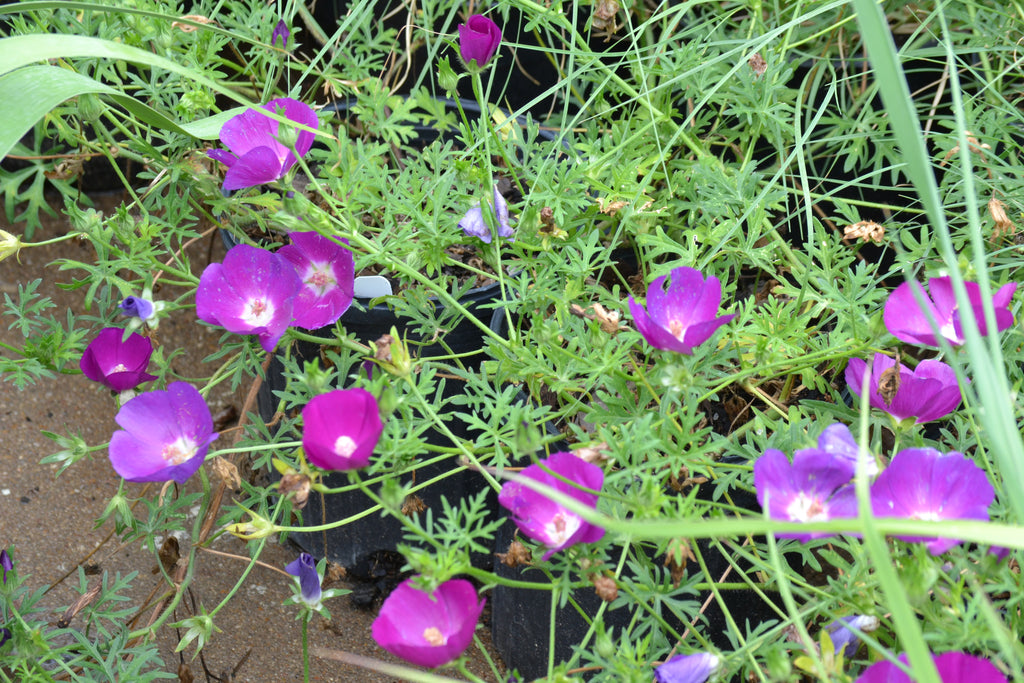 Callirhoe involucrata (Winecup)