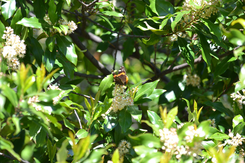 Prunus caroliniana (Cherry Laurel)