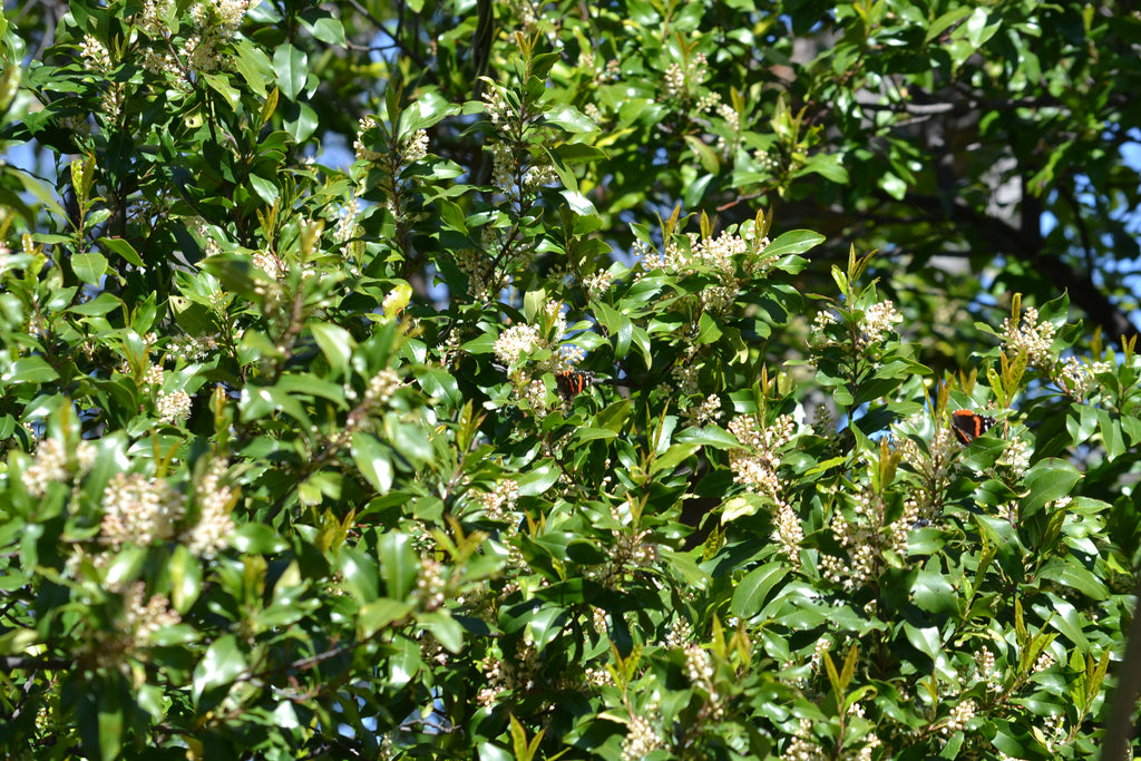 Prunus caroliniana (Cherry Laurel)