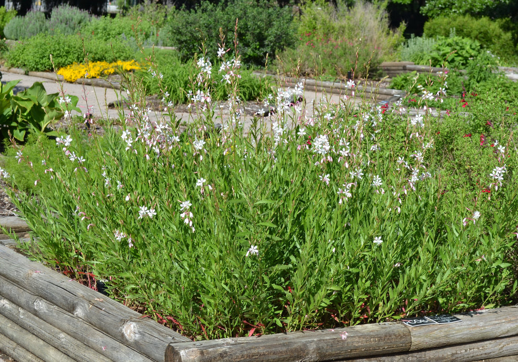 Oenothera lindheimeri 'Belleza White' (Gaura 'Belleza White')