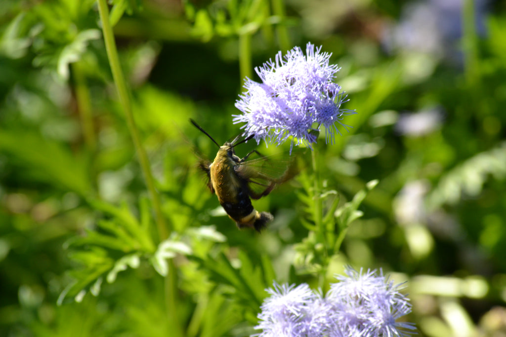 Gregg's Mistflower (Conoclinium greggii)